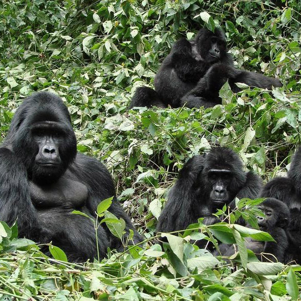 gorilla-tracking-safaris-in-uganda