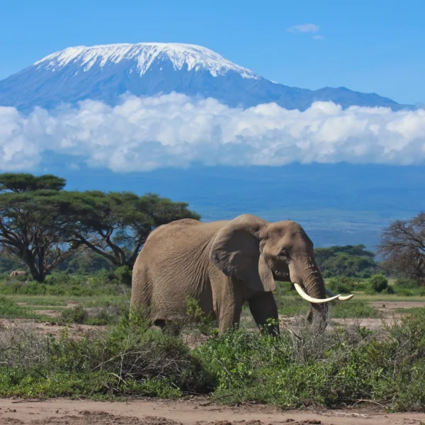 mount-kilimanjaro